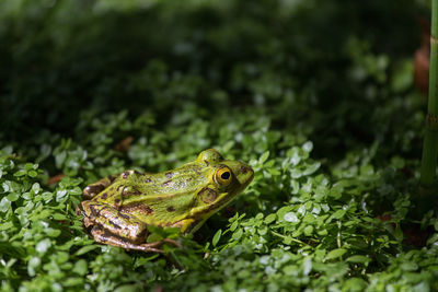 Frog on plants growing on field