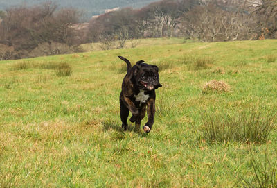 Black dog running on grassy field