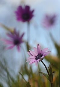 Close-up of pink cosmos flowers