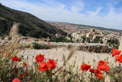 Flowers growing on field by buildings against sky