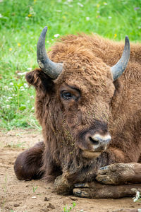 Portrait of a horse on field