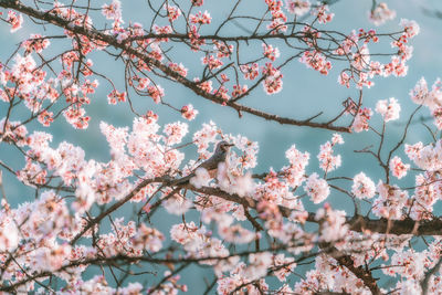 Low angle view of cherry blossoms against sky