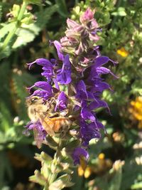 Close-up of bee pollinating on purple flower