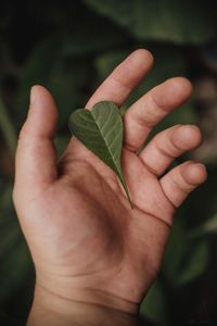 Close-up of hand holding leaf