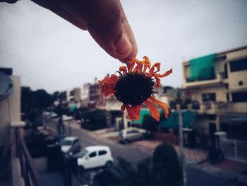 Close-up of hand on red flowering