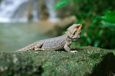 Close-up of lizard