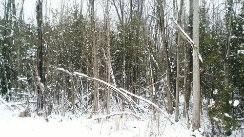 Bare trees in forest during winter