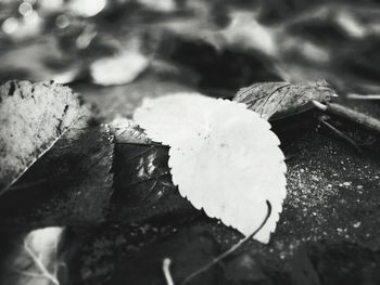 Close-up of dry leaves on field during autumn