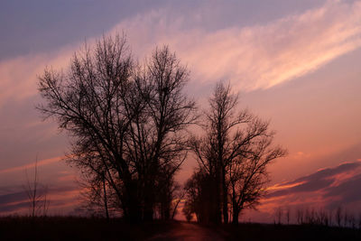 Trees against sky during sunset