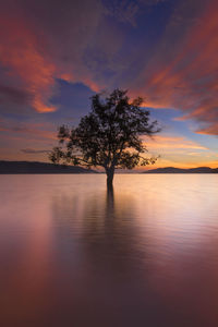 Silhouette tree by lake against sky during sunset