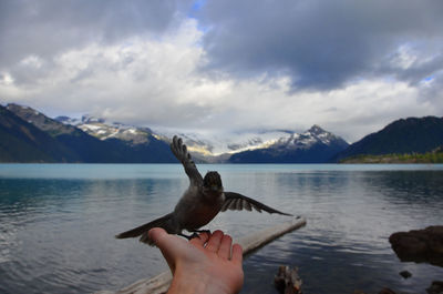 Lake garibaldi with bird on a hand