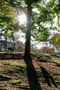 Shadow of tree on field