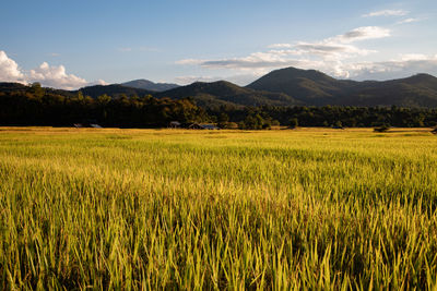 Scenic view of agricultural field against sky