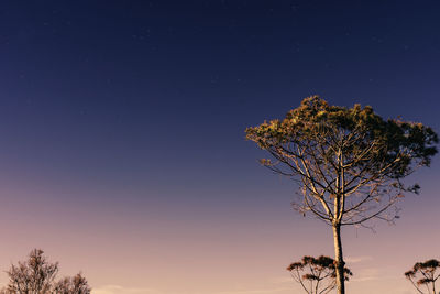 Low angle view of tree against clear sky at night