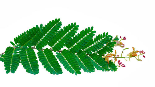 Close-up of leaves against white background
