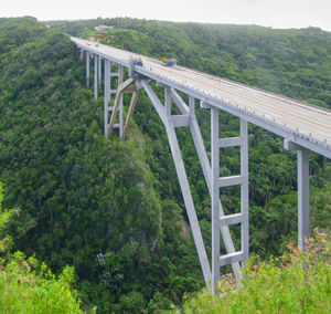 View of bridge in forest