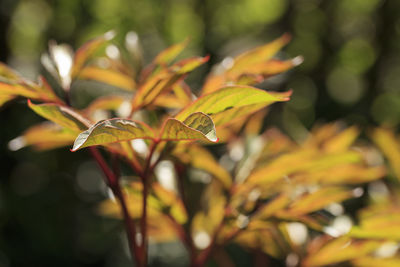 Close-up of plant