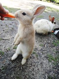 Close-up of hand holding rabbit