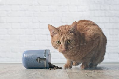 Portrait of cat having food on hardwood floor