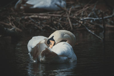 Swan swimming in lake