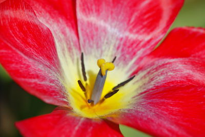 Close-up of red flower