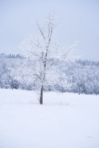 Snow covered land and trees on field during winter