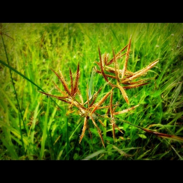 transfer print, auto post production filter, grass, growth, field, plant, close-up, nature, selective focus, green color, focus on foreground, blade of grass, day, no people, outdoors, tranquility, beauty in nature, grassy, sunlight, green