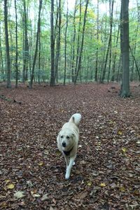 Portrait of dog standing on tree trunk in forest