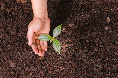 Cropped hand holding plant