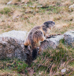 Side view of a turtle on field