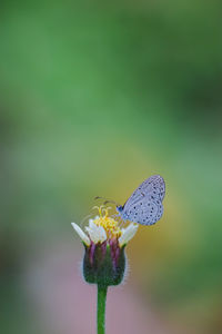 Close-up of butterfly pollinating on flower