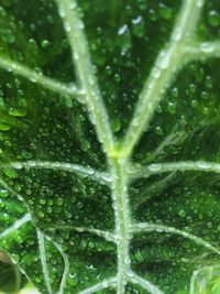 Full frame shot of leaves