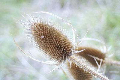 Close-up of plant