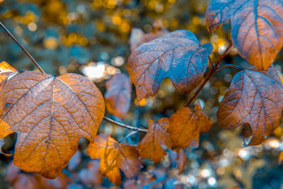 Close-up of dry leaves on tree