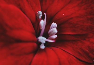 Close-up of red flower