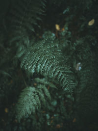 High angle view of plants