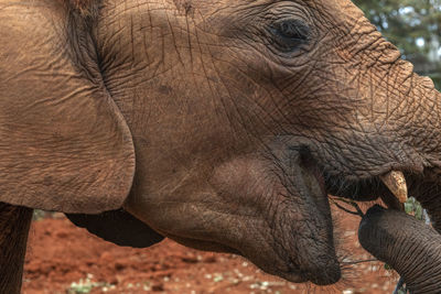 Close-up of elephant eating