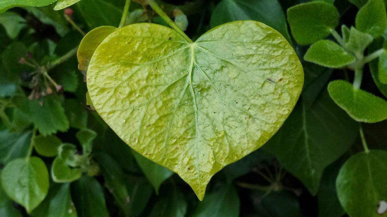 Leaf loveheart