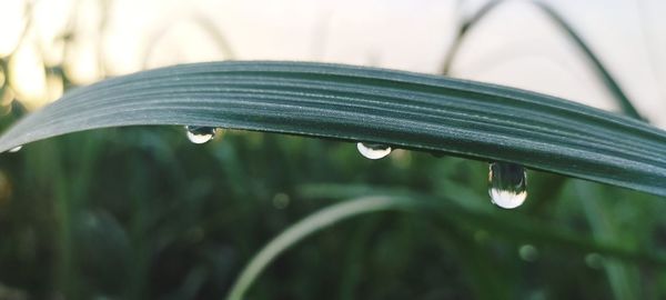 Close-up of raindrops on leaf