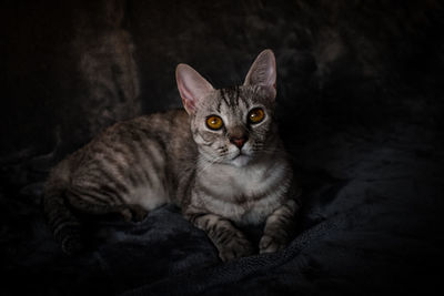 Portrait of cat resting on floor