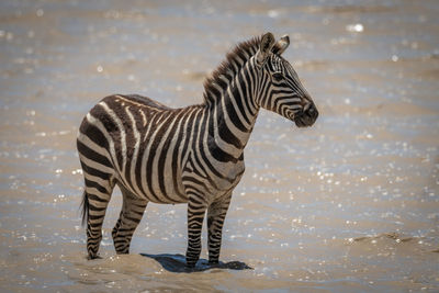 Plains zebra stands in muddy shallow lake