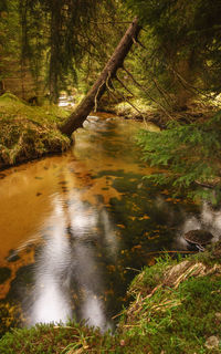 Scenic view of lake in forest