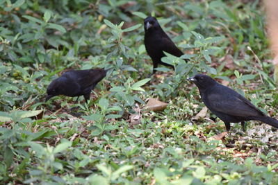 Side view of birds in field