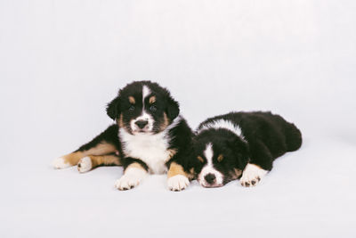 Cute puppy sitting on white background