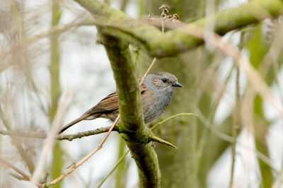 Close-up of bird perching on tree