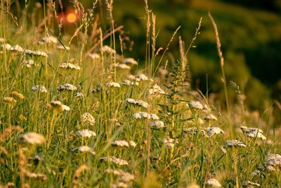 Close-up of flowering plants on field
