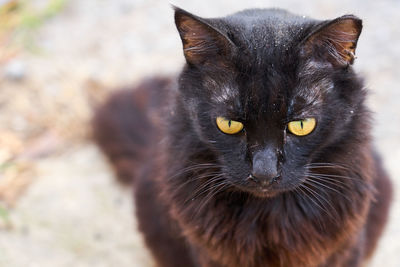 Portrait of black cat