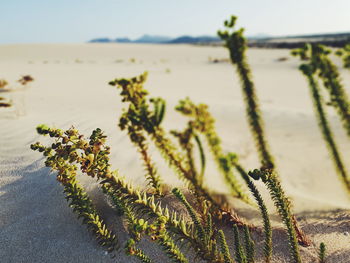 Close-up of plants growing on land against sky