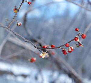 Close-up of red berries growing on tree