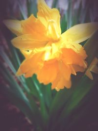 Close-up of yellow flower